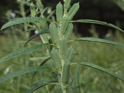 Yerli ve milli susam çeşitlerinde özel makineli hasat