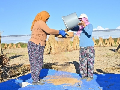 Manavgat Altın Susamı Avrupa Tescili alma yolunda