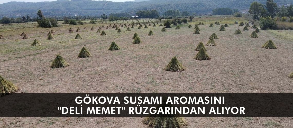 Gökova susamı aromasını 