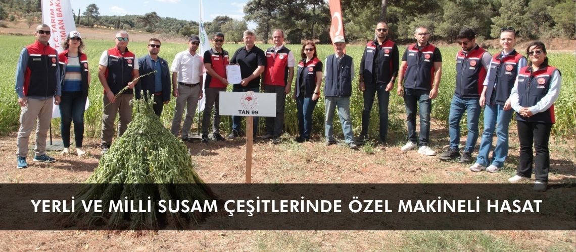 Yerli ve milli susam çeşitlerinde özel makineli hasat