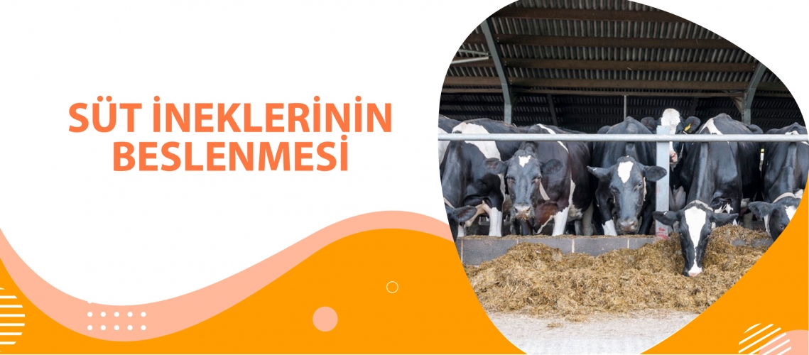 SÜT İNEKLERİNİN BESLENMESİ