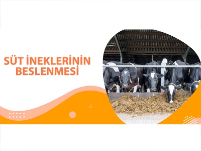 SÜT İNEKLERİNİN BESLENMESİ