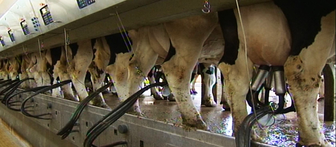 Süt İneklerinde Sağım ve Sağım Teknikleri