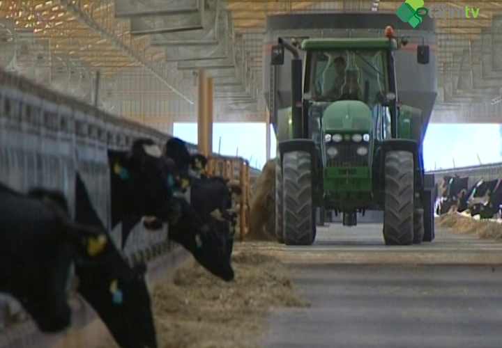 Süt İneklerinin Beslenmesi