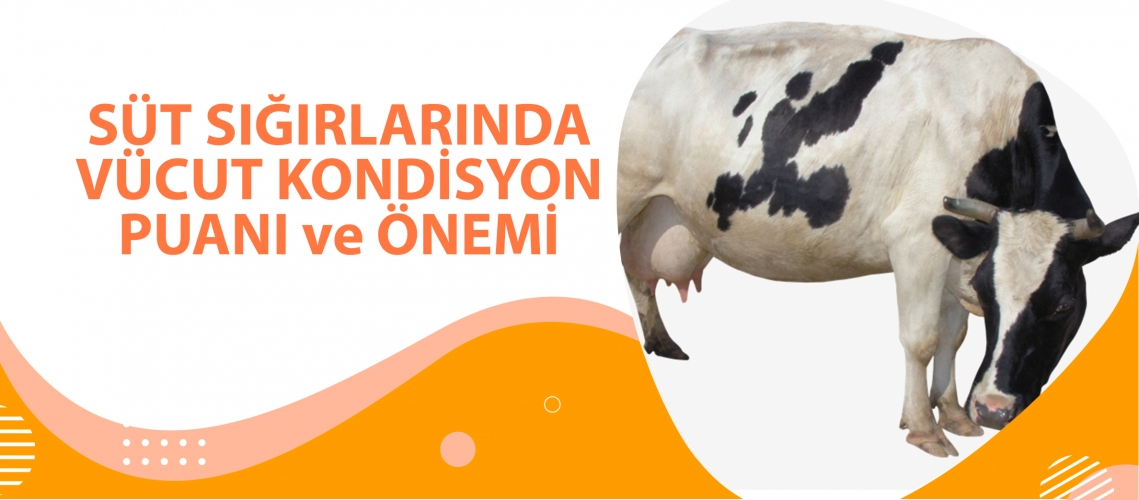 SÜT SIĞIRLARINDA VÜCUT KONDİSYON PUANI VE ÖNEMİ
