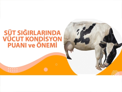 SÜT SIĞIRLARINDA VÜCUT KONDİSYON PUANI VE ÖNEMİ