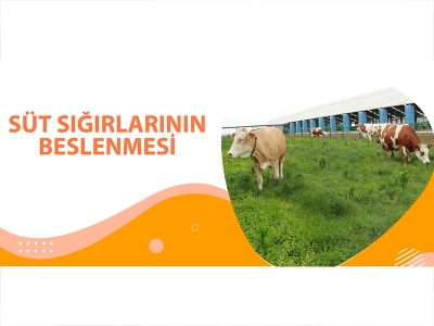 SÜT SIĞIRLARININ BESLENMESİ
