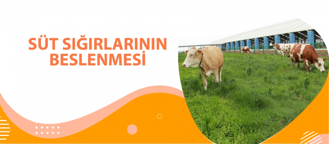 SÜT SIĞIRLARININ BESLENMESİ