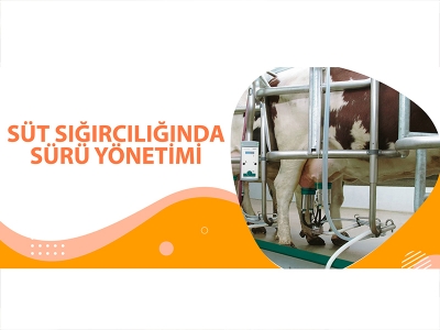 SÜT SIĞIRCILIĞINDA SÜRÜ YÖNETİMİ