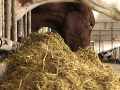 Süt Sığırcılığında Yem