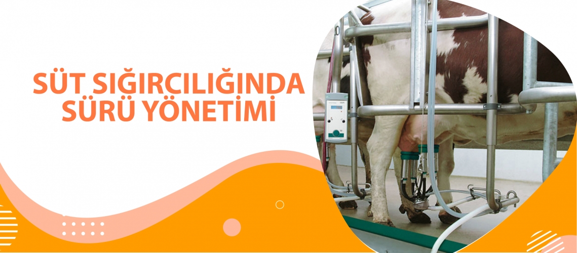 SÜT SIĞIRCILIĞINDA SÜRÜ YÖNETİMİ