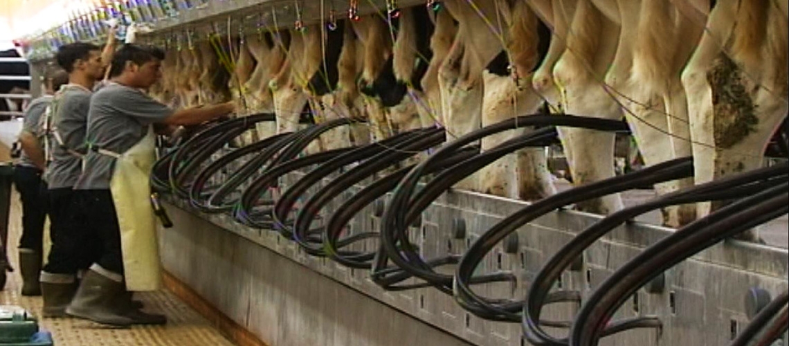 Süt Verimini Etkileyen Faktörler