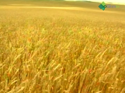 Tahıl-Baklagil Sisteminde Buğday - Arpa Tarımı