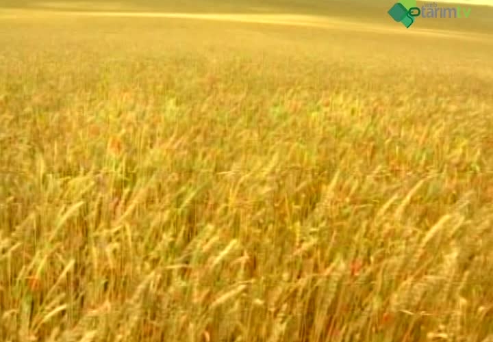 Tahıl-Baklagil Sisteminde Buğday - Arpa Tarımı