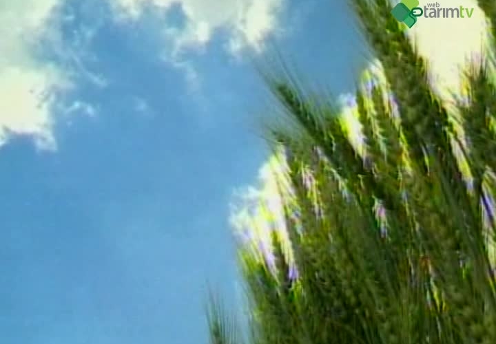 Tahıl Nadas Sisteminde Buğday - Arpa Tarımı