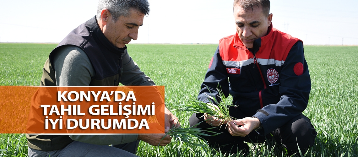 Konya’da tahıl gelişimi iyi durumda