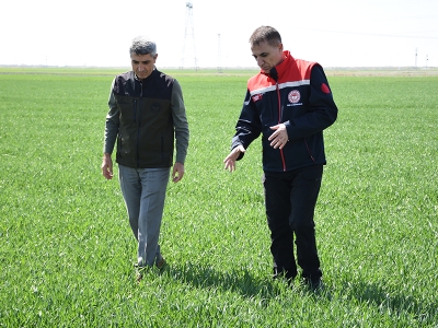 Konya’da tahıl gelişimi iyi durumda