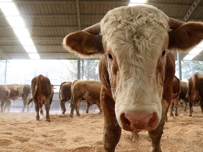 Talaşla üretimini dörde katladı
