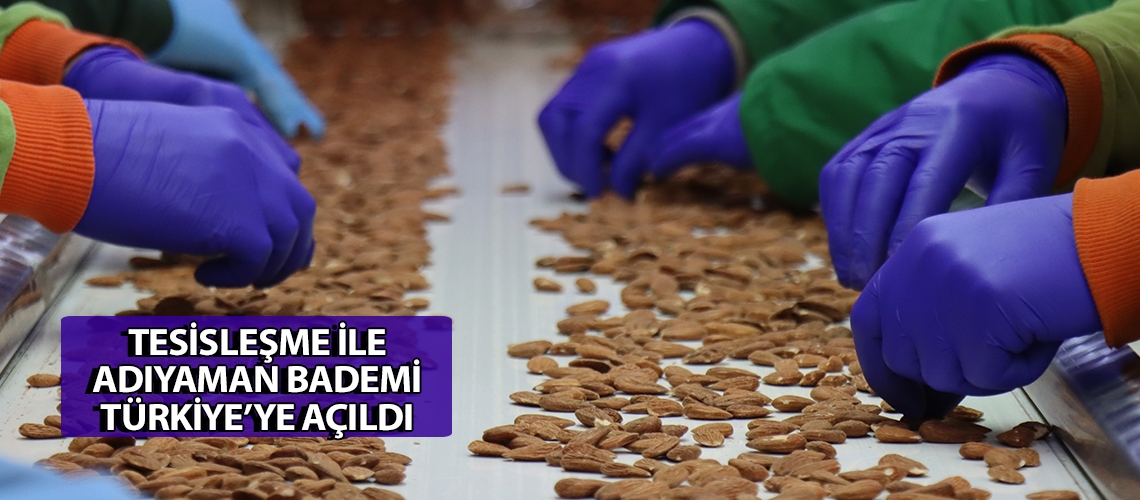 Tesisleşme ile Adıyaman bademi Türkiye’ye açıldı
