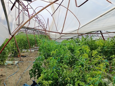 Tarım sigortalarında 2022'deki riskler ve destekler belirlendi