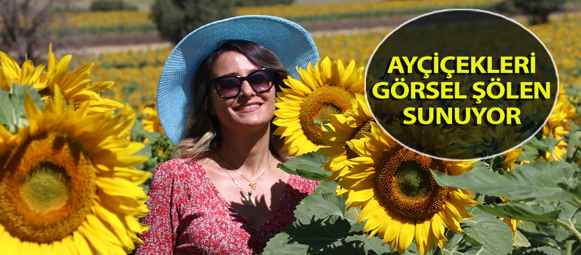 Ayçiçekleri görsel şölen sunuyor