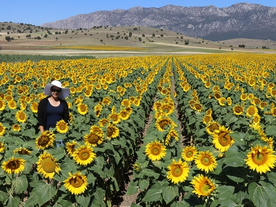 Ayçiçekleri görsel şölen sunuyor
