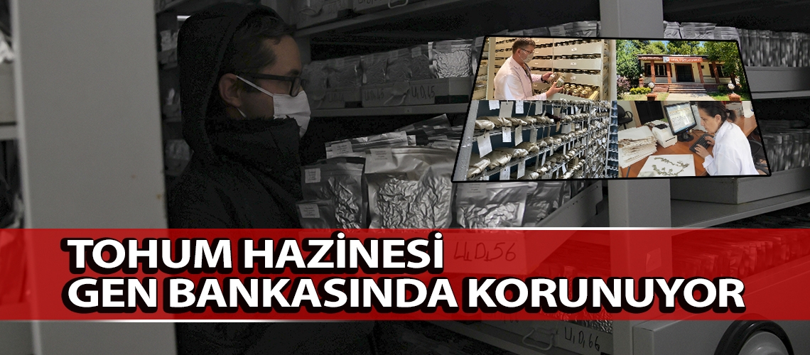 Tohum hazinesi gen bankasında korunuyor