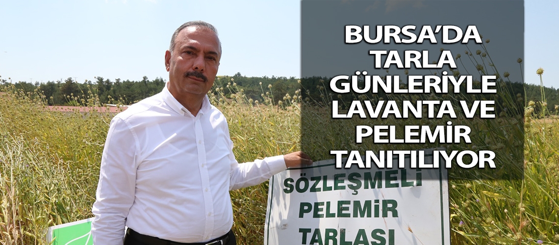 Bursa’da tarla günleriyle lavanta ve pelemir tanıtılıyor