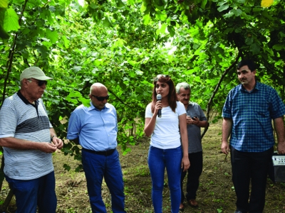 Fındık külleme hastalığıyla mücadele sürüyor
