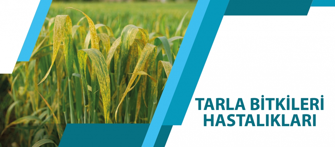 TARLA BİTKİLERİ HASTALIKLARI
