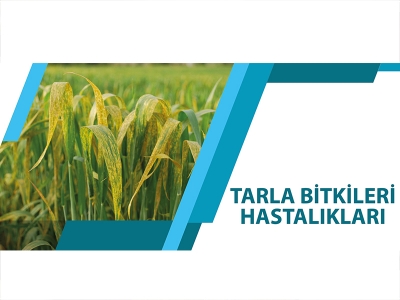 TARLA BİTKİLERİ HASTALIKLARI