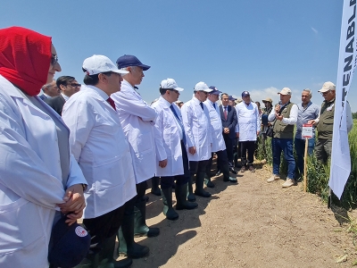 Ankara'da yeni tohumlar tarla günüyle tanıtıldı