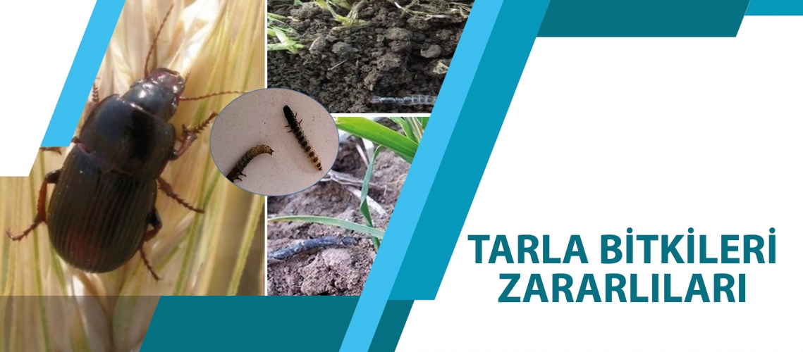 TARLA BİTKİLERİ ZARARLILARI