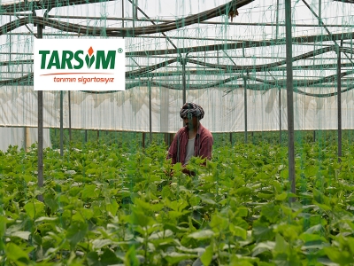 Sözleşmeli tarım ürünlerine tarım sigortası zorunluluğu geliyor