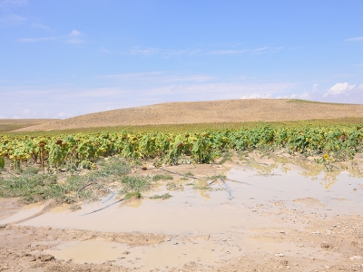 TARSİM doğal afetlerden etkilenen çiftçilere kalkan oluyor