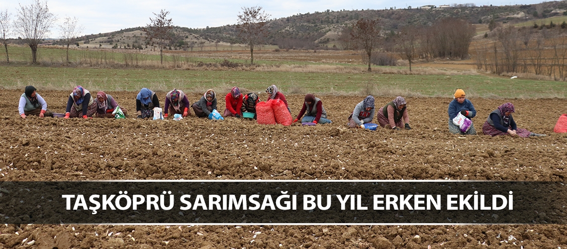Taşköprü sarımsağı bu yıl erken ekildi