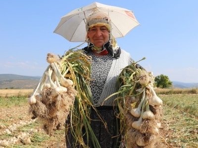 Taşköprü sarımsağı hasadı sürüyor