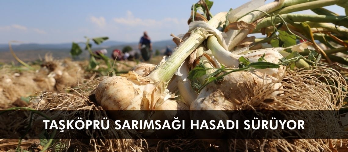 Taşköprü sarımsağı hasadı sürüyor