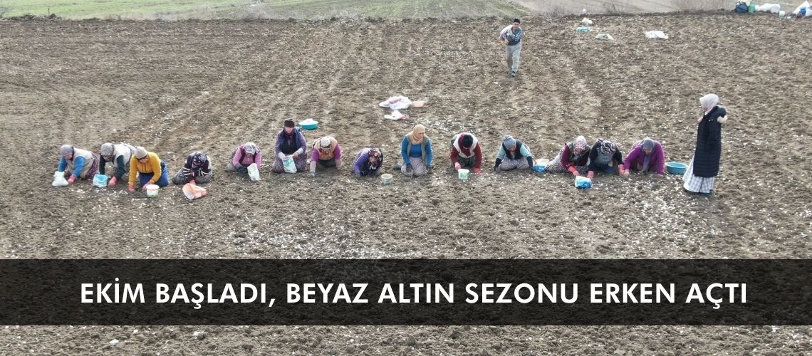 Ekim başladı, beyaz altın sezonu erken açtı