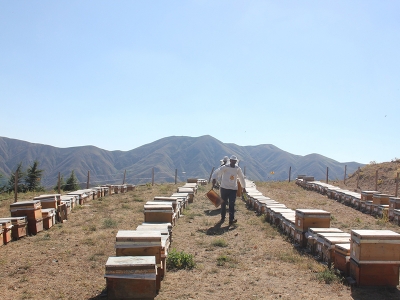 Bingöl'de en tatlı hasat