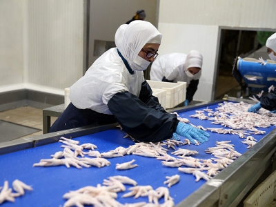 Uşak’tan Asya’ya tavuk ayağı ihracatı