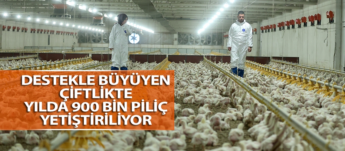 Destekle büyüyen çiftlikte yılda 900 bin piliç yetiştiriliyor