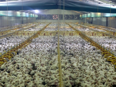 Devlet desteği enerjiye dönüştü