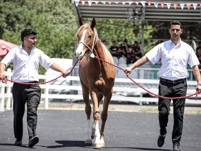 Arap taylarından 40 milyon liralık gelir elde edildi