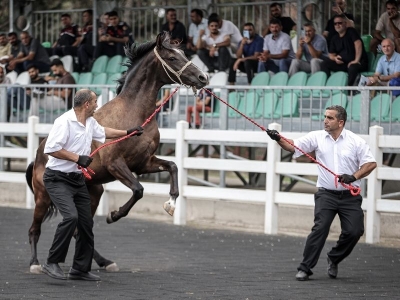Şampiyon adayı taylar yeni sahiplerini buldu
