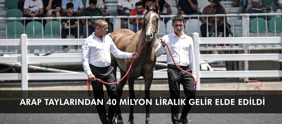 Arap taylarından 40 milyon liralık gelir elde edildi