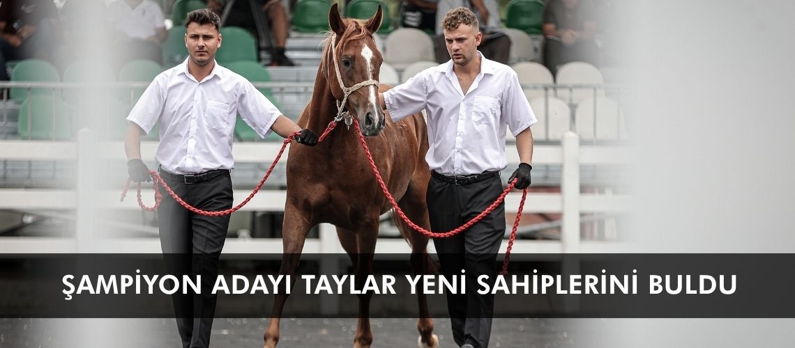 Şampiyon adayı taylar yeni sahiplerini buldu