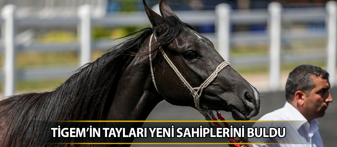 TİGEM’in tayları yeni sahiplerini buldu
