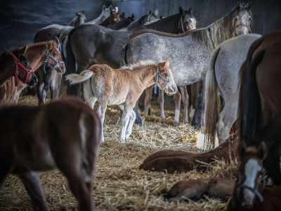 Şampiyon adayı taylar dünyaya gözlerini açıyor