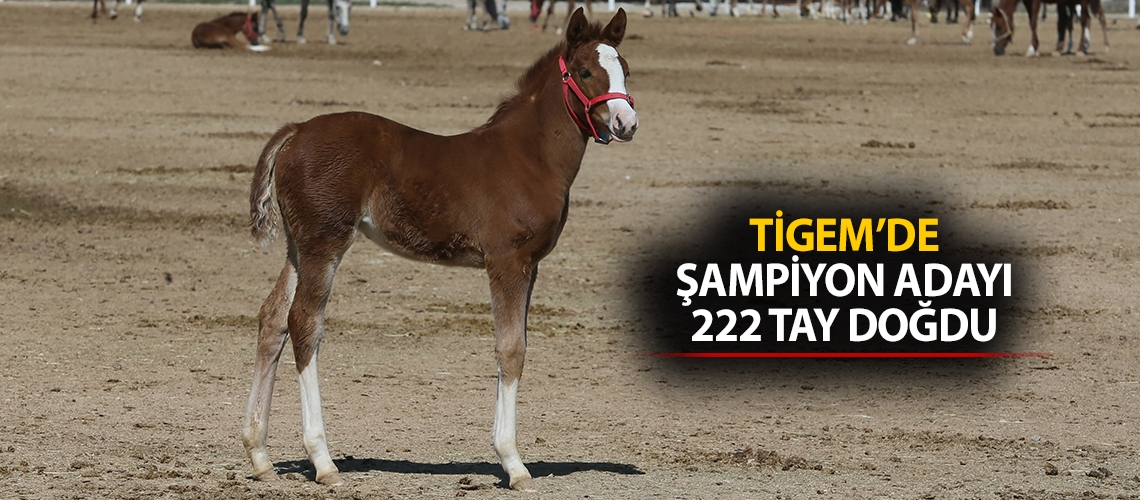 TİGEM’de şampiyon adayı 222 tay doğdu